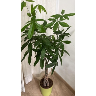 Planta Pachira Aquatica - Imagen 2